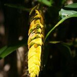 Bulbophyllum occultum flower picture by E. Mouysset (cc-by-sa)