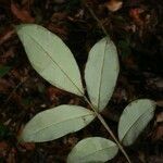 Swartzia leblondii leaf picture by Jean-François Molino (cc-by-sa)