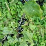 Rhamnus cathartica fruit picture by Christoph Rupp (cc-by-sa)