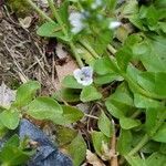 Veronica serpyllifolia flower picture by Karla Borecky (cc-by-sa)