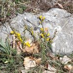 Cytisus decumbens habit picture by Emanuele Santarelli (cc-by-sa)