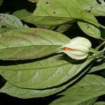 Drymonia warszewicziana flower picture by Nelson Zamora Villalobos (cc-by-nc)