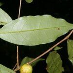 Eugenia basilaris leaf picture by Nelson Zamora Villalobos (cc-by-nc)