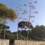 Agave americana habit picture by marianoju (cc-by-sa)