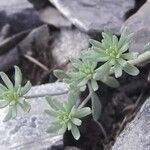 Linaria alpina leaf picture by Denis Bastianelli (cc-by-sa)