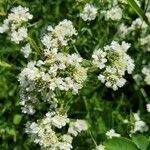 Pycnanthemum virginianum flower picture by Josh Thomas (cc-by-sa)