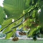 Tilia platyphyllos flower picture by daniele (cc-by-sa)