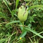 Cephalanthera damasonium fruit picture by Rita van Ditzhuijzen (cc-by-sa)