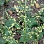 Artemisia annua flower picture by fdsg56 (cc-by-sa)