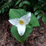 Trillium ovatum flower picture by Mauro (cc-by-sa)