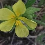 Helianthemum ledifolium flower picture by Benito Soto Fernando (cc-by-sa)