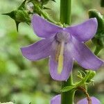 Campanula justiniana flower picture by Simon Brumby (cc-by-sa)