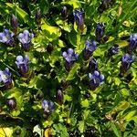 Gentiana calycosa habit picture by Ethan Greer (cc-by-sa)