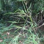 Otatea acuminata habit picture by Daniel Barthelemy (cc-by-nc)