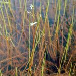 Lobelia dortmanna flower picture by Martin Bishop (cc-by-sa)