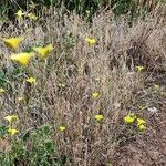 Linum trigynum habit picture by Acosta García Isabel (cc-by-sa)