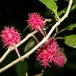 Drymonia rubripilosa fruit picture by Nelson Zamora Villalobos (cc-by-nc)