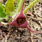 Asarum caudatum flower picture by Ethan Greer (cc-by-sa)