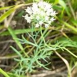 Boopis anthemoides habit picture by Trap Hers (cc-by-sa)