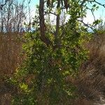 Ziziphus jujuba habit picture by Heras Daniel (cc-by-sa)