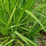 Carex crinita leaf picture by Bianca Legault (cc-by-sa)