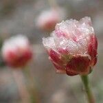 Armeria alpina fruit picture by Yoan MARTIN (cc-by-sa)