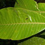 Pouteria silvestris leaf picture by Nelson Zamora Villalobos (cc-by-nc)