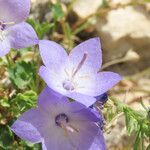 Campanula fragilis flower picture by Emanuele Santarelli (cc-by-sa)