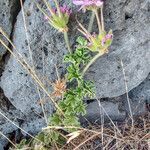 Erodium chium flower picture by jid (cc-by-sa)