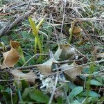 Ophioglossum lusitanicum habit picture by Llandrich anna (cc-by-sa)