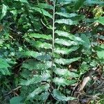 Asplenium boltonii leaf picture by Bernard REYNAUD (cc-by-sa)