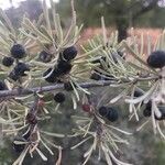 Rhamnus lycioides fruit picture by Juan Luis Pascual-Ahuir (cc-by-sa)