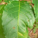 Solanum leucocarpon leaf picture by R. Tournebize (cc-by-sa)