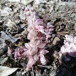 Lathraea squamaria habit picture by Chlad Martin (cc-by-sa)