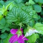 Rubus spectabilis leaf picture by Sebastiaan Veldhuisen (cc-by-sa)