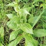 Digitalis viridiflora leaf picture by Henryk Rozanski (cc-by-sa)