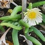 Delosperma nakurense flower picture by susan brown (cc-by-sa)