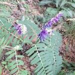 Vicia cracca habit picture by Ardea Cinerea (cc-by-sa)