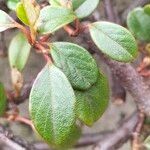 Cotoneaster simonsii leaf picture by Maarten Vanhove (cc-by-sa)