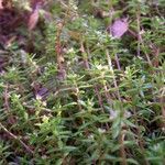 Crassula helmsii habit picture by Genghis Attenborough (cc-by-sa)