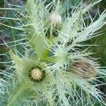 Cirsium glabrum flower picture by Pedrocchi César (cc-by-sa)