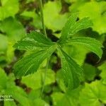 Ranunculus platanifolius leaf picture by Cristian Zanella Cristian Zanella (cc-by-sa)