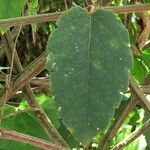 Passiflora miniata leaf picture by Daniel Barthelemy (cc-by-nc)