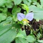 Commelina diffusa flower picture by Adrian Adrian Breitenbach (cc-by-sa)