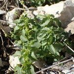 Mercurialis huetii habit picture by Sylvain Piry (cc-by-sa)