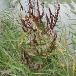 Rumex hydrolapathum flower picture by Georges Olioso (cc-by-sa)