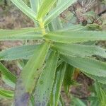 Faujasia salicifolia leaf picture by Geoffrey Lebreton (cc-by-sa)