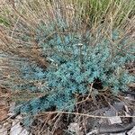 Thymelaea dioica habit picture by axel Bourdonné (cc-by-sa)