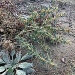 Xanthium spinosum habit picture by Collados Ana (cc-by-sa)