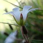 Cerastium soleirolii flower picture by Mario Cannata (cc-by-sa)